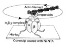 

Picture of ATP motor.

There is one in everycell
 of your body to produce ATP 
the cell energy fuel.
 Spins at 10,000 RPM!